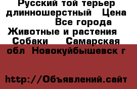 Русский той-терьер длинношерстный › Цена ­ 7 000 - Все города Животные и растения » Собаки   . Самарская обл.,Новокуйбышевск г.